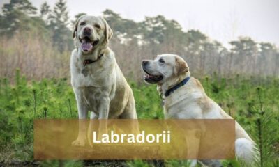 labradorii