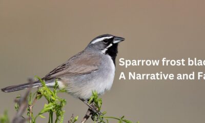 Sparrow Frost Black