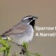 Sparrow Frost Black