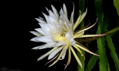 Queen of the Night Flower