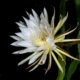 Queen of the Night Flower